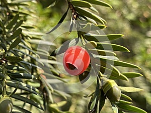 Common yew Taxus baccata, English yew, European yew, EuropÃ¤ische Eibe, ObiÄna tisa, Å umska tisa, Europska tisa ili Å½vetuljina